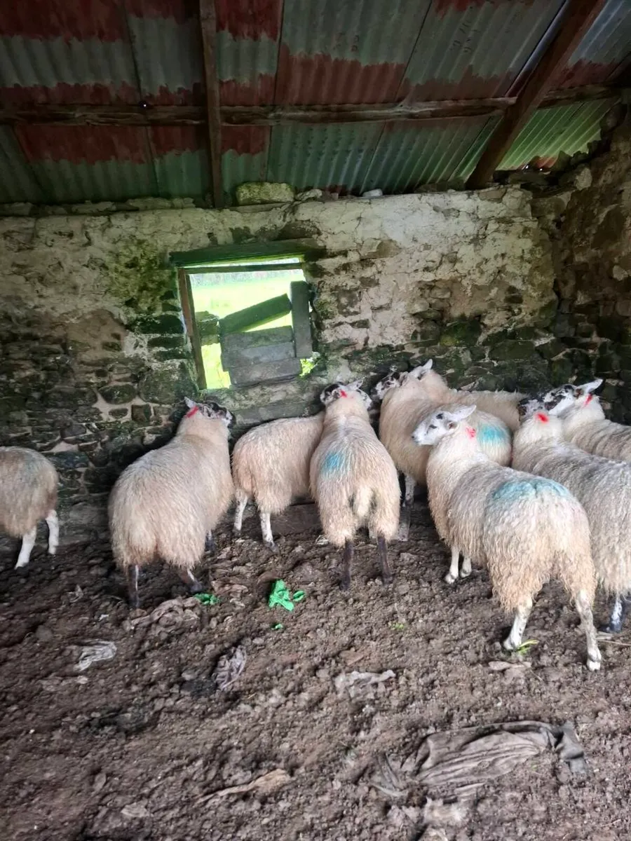 10 mules lambs - Image 1