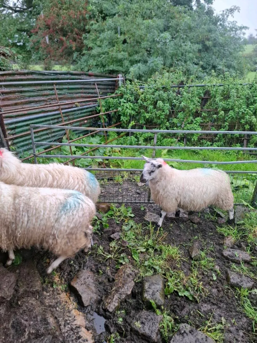 10 mules lambs - Image 2