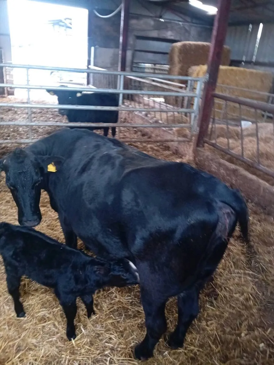 Angus cow and Angus bull calf - Image 1