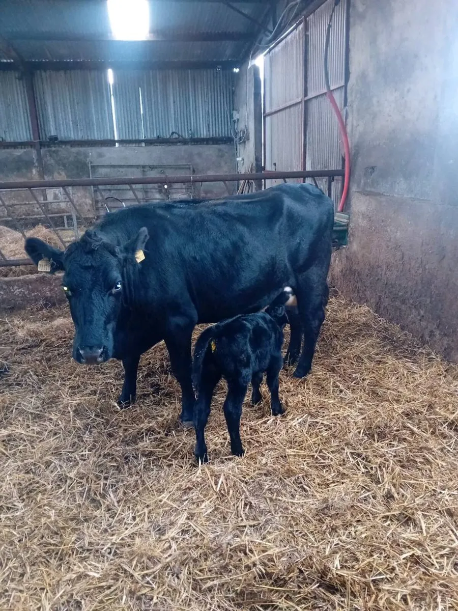 Angus cow and Angus bull calf - Image 2