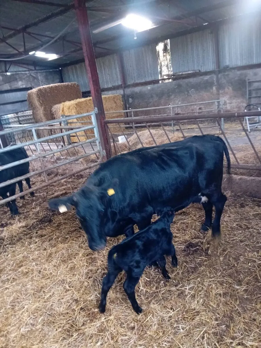 Angus cow and Angus bull calf - Image 3