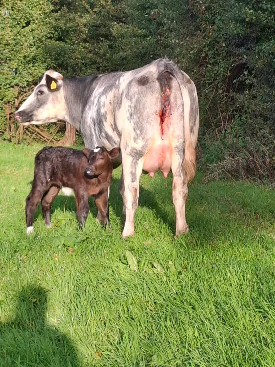 Bbx first calver  freshly calved bull calf - Image 1
