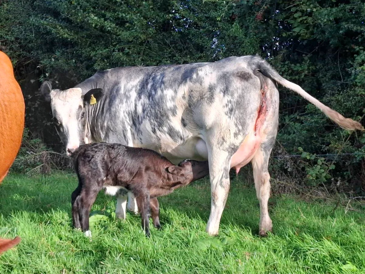 Bbx first calver  freshly calved bull calf - Image 2