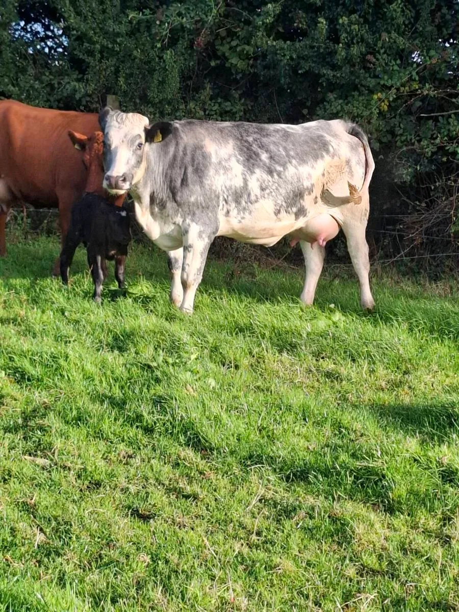 Bbx first calver  freshly calved bull calf - Image 4