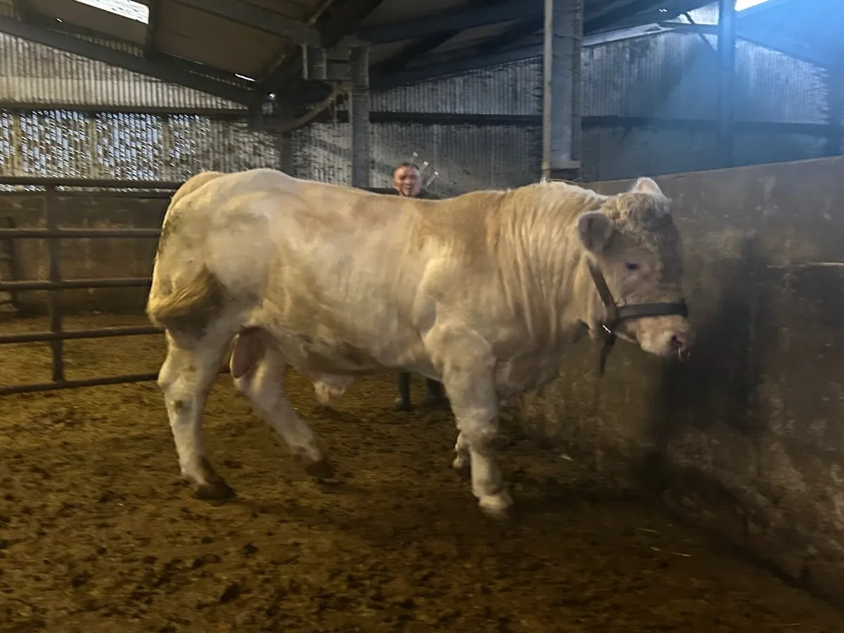 Purebred Charolais Bull - Image 1