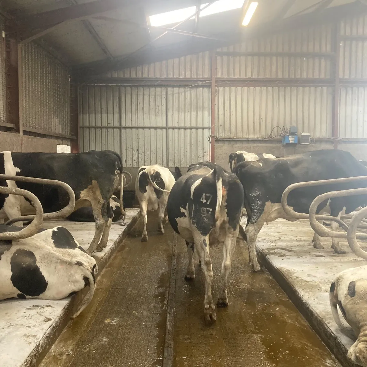 Quality Autumn & Spring Calving Dairy Herd. - Image 1