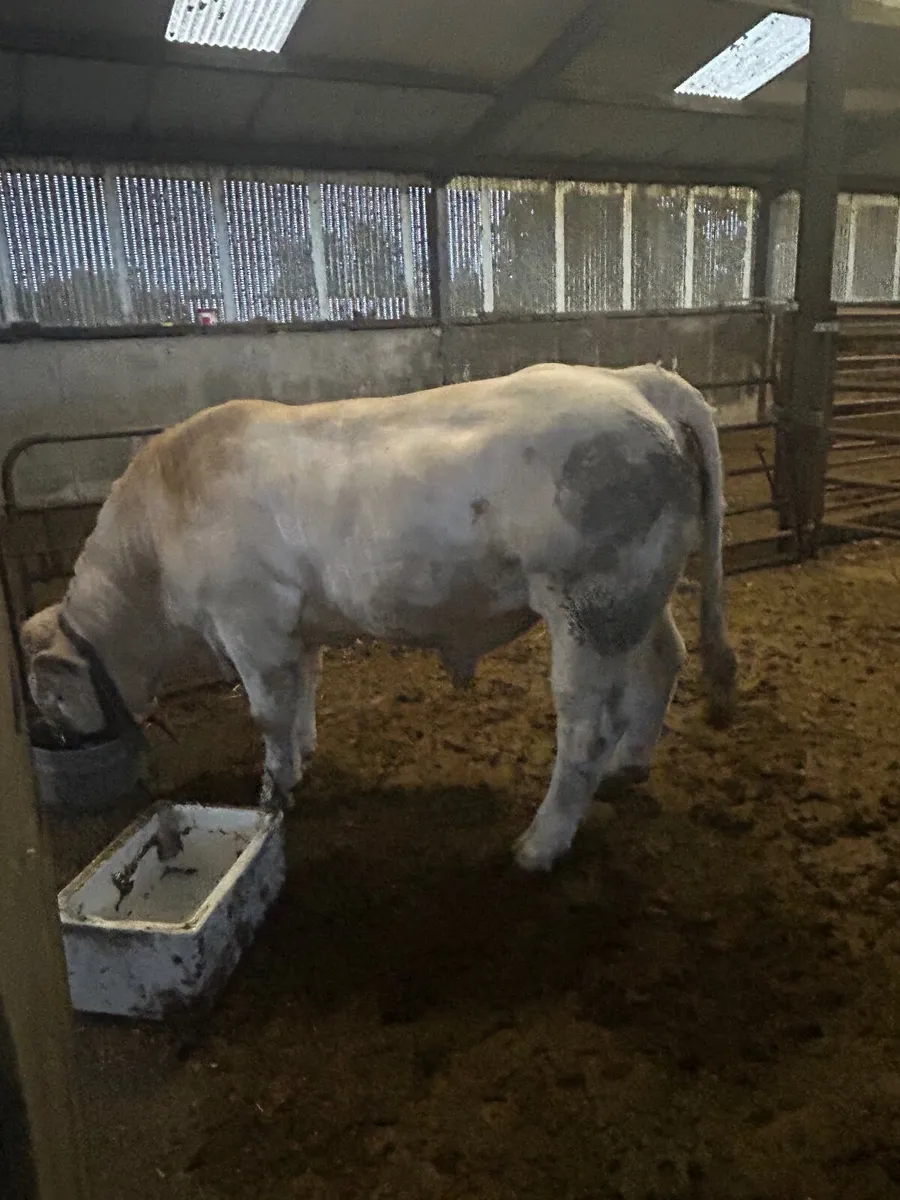Purebred Charolais Bull - Image 2