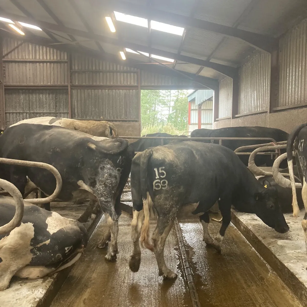 Quality Autumn & Spring Calving Dairy Herd. - Image 4