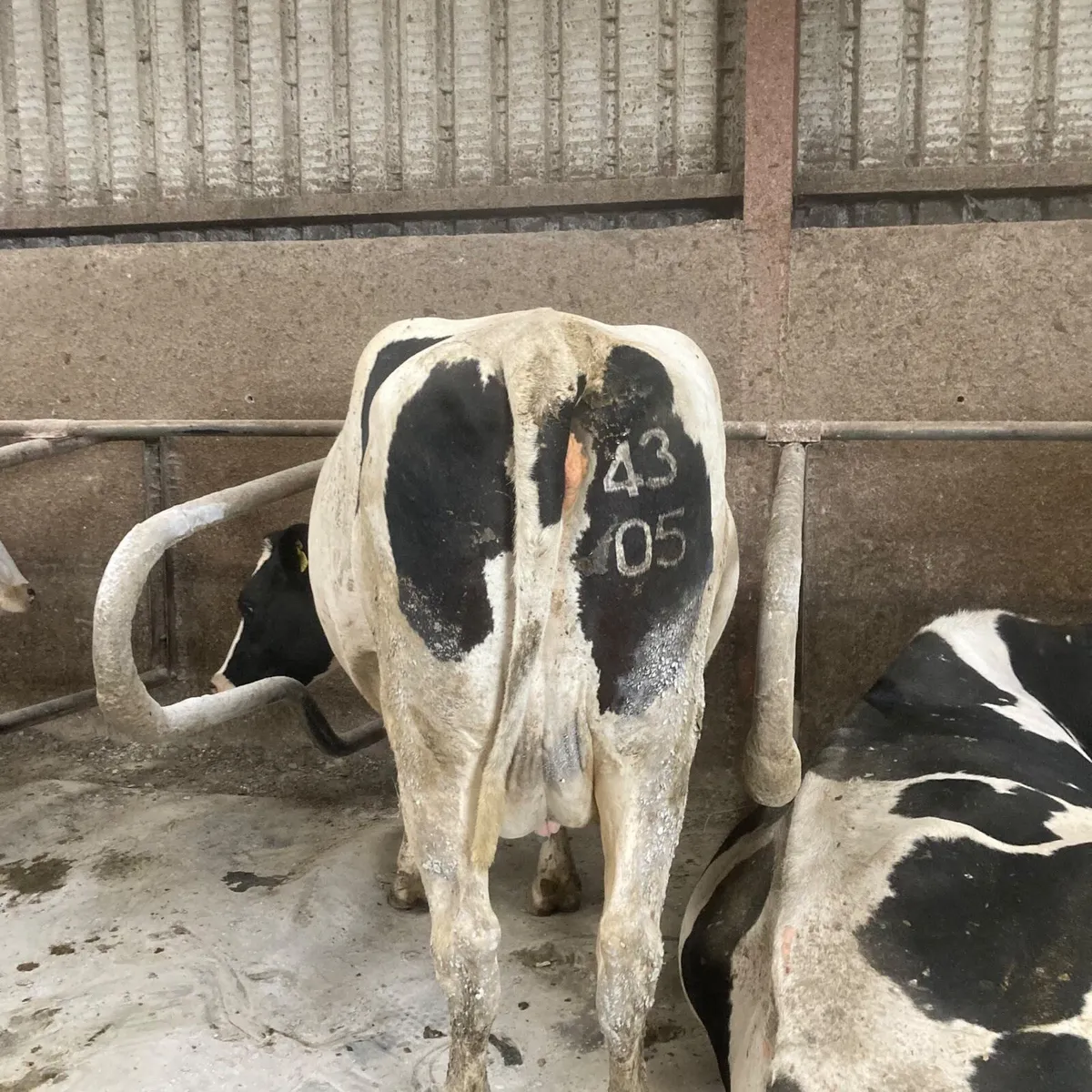 Quality Autumn & Spring Calving Dairy Herd. - Image 2