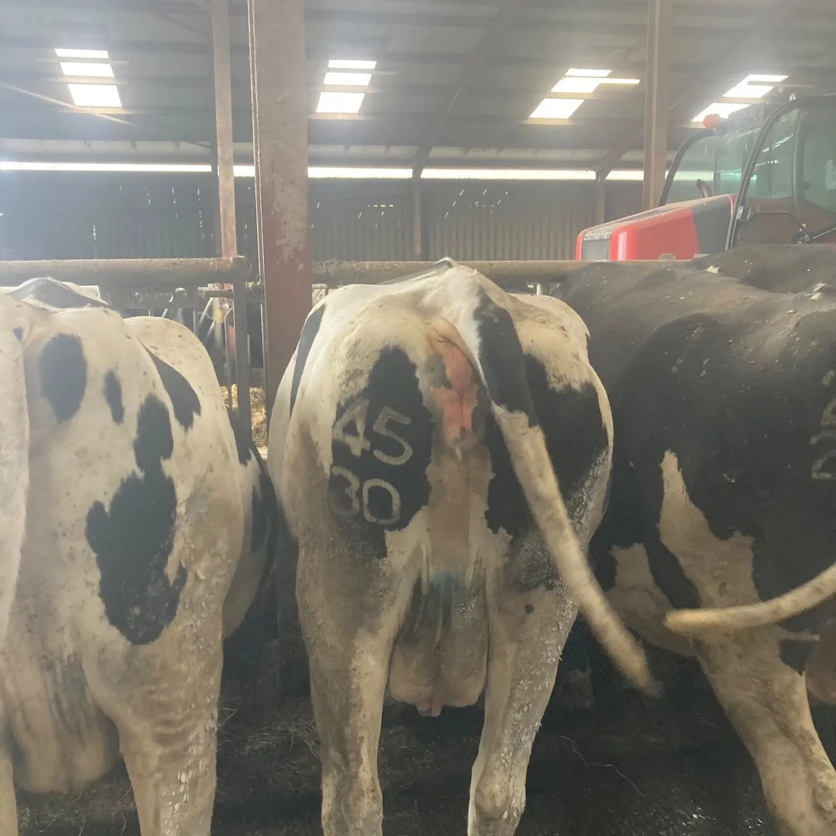 Quality Autumn & Spring Calving Dairy Herd. - Image 3