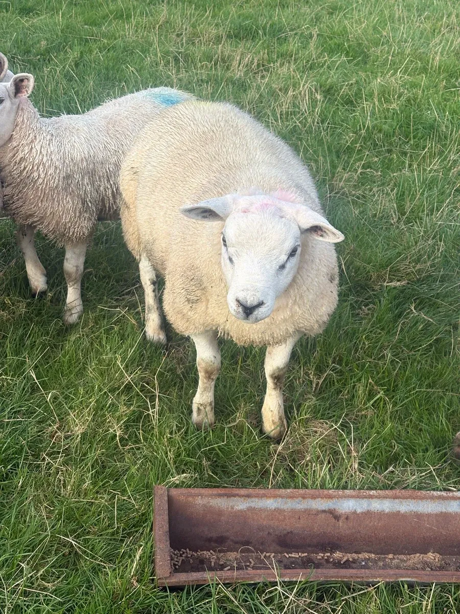 Pbnr Texel ram lamb - Image 1