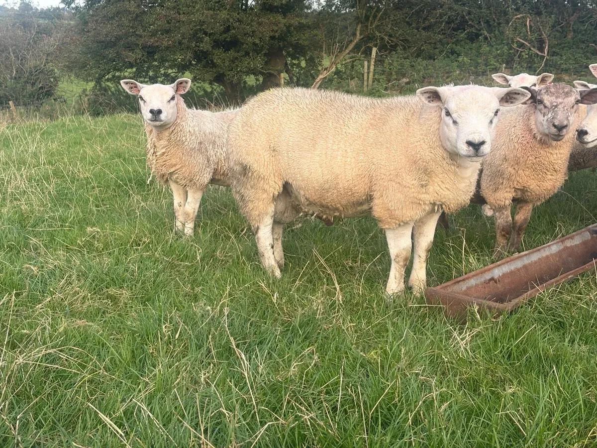 Pbnr Texel ram lamb - Image 3