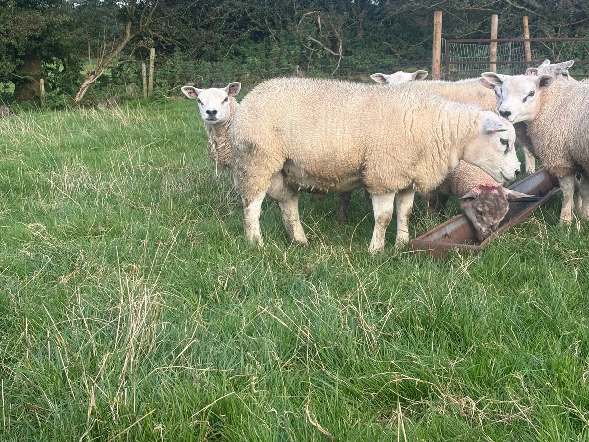 Pbnr Texel ram lamb - Image 2