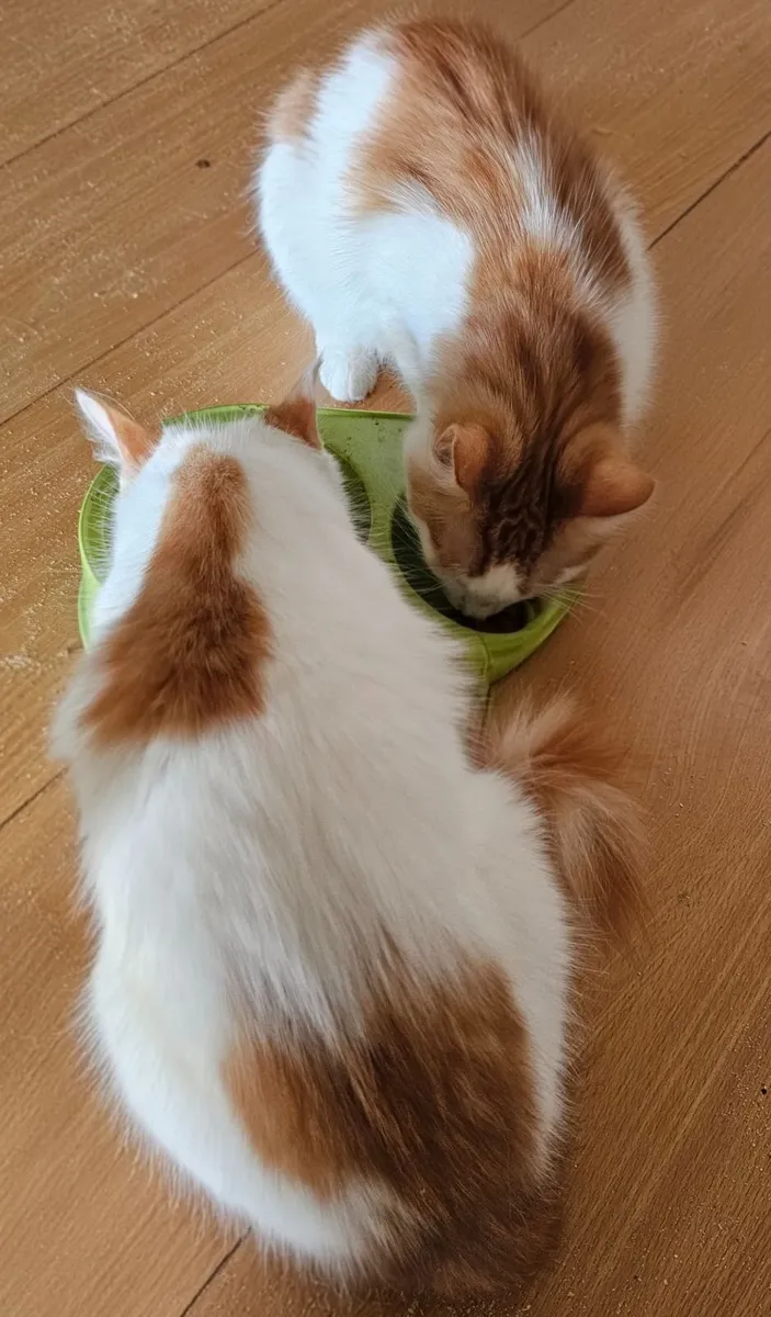 Ginger kittens - Image 2