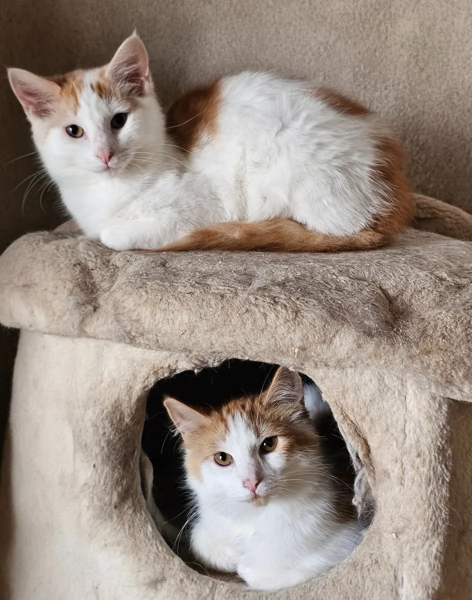 Ginger kittens - Image 1