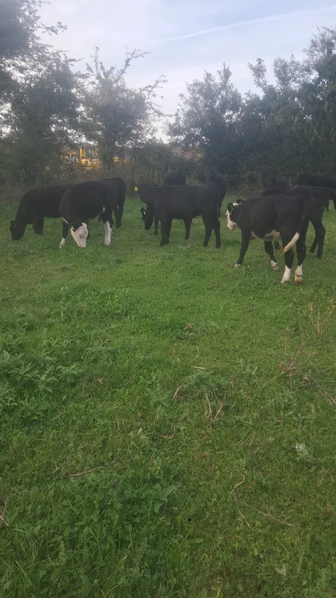 Weanling heifers - Image 1
