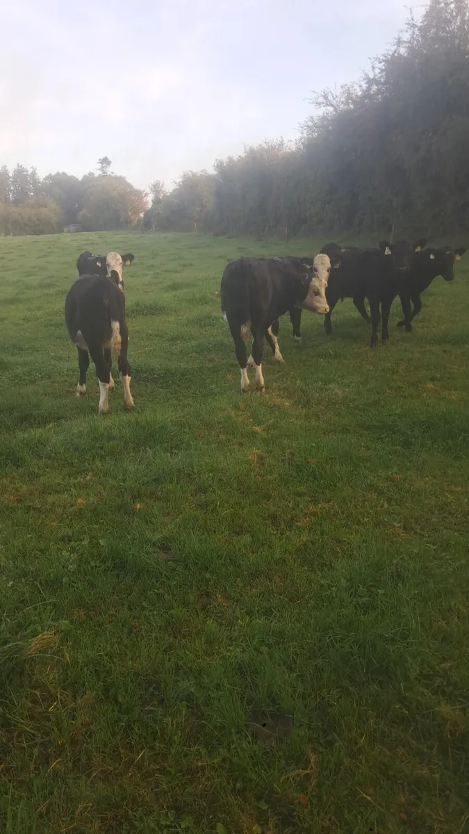 Weanling heifers - Image 3
