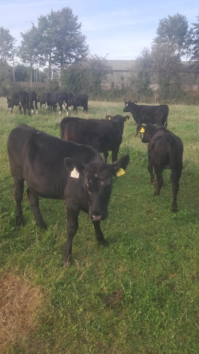 Weanling heifers - Image 4