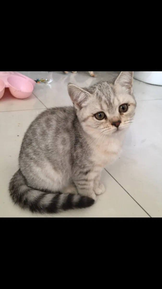 British Shorthair kitten
