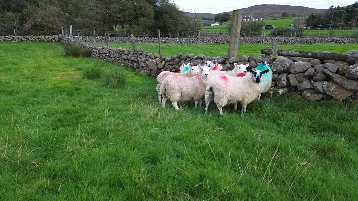 Cheviot x ewe lambs - Image 3