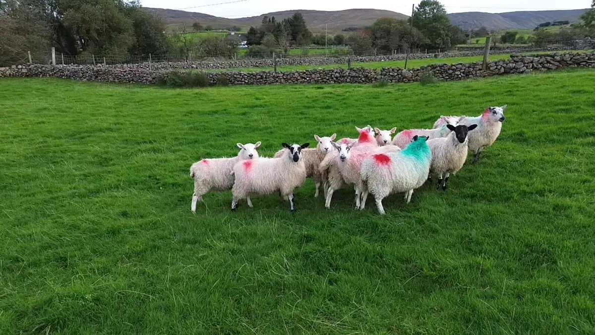Cheviot x ewe lambs - Image 4