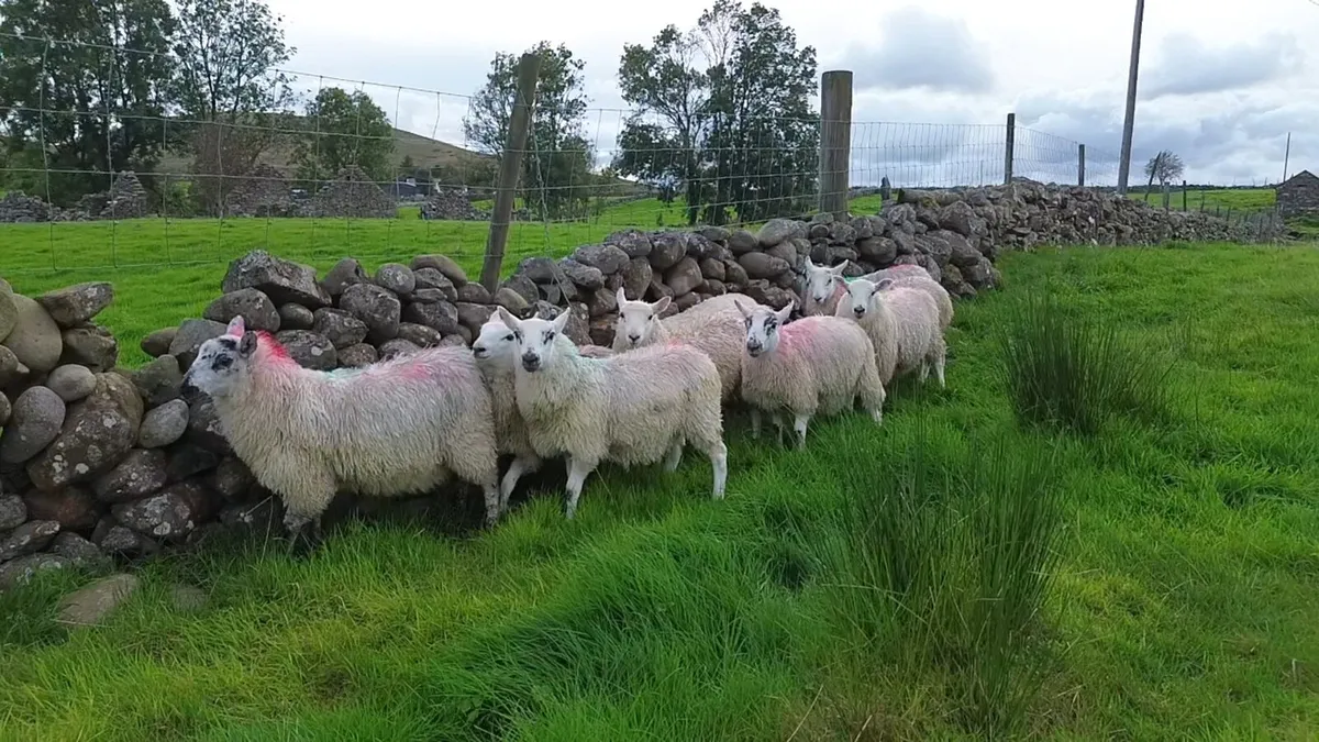 Cheviot x ewe lambs - Image 1