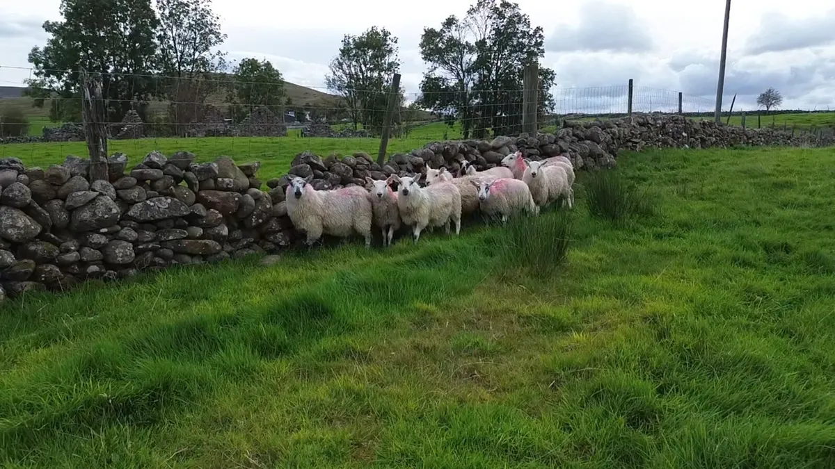 Cheviot x ewe lambs - Image 2