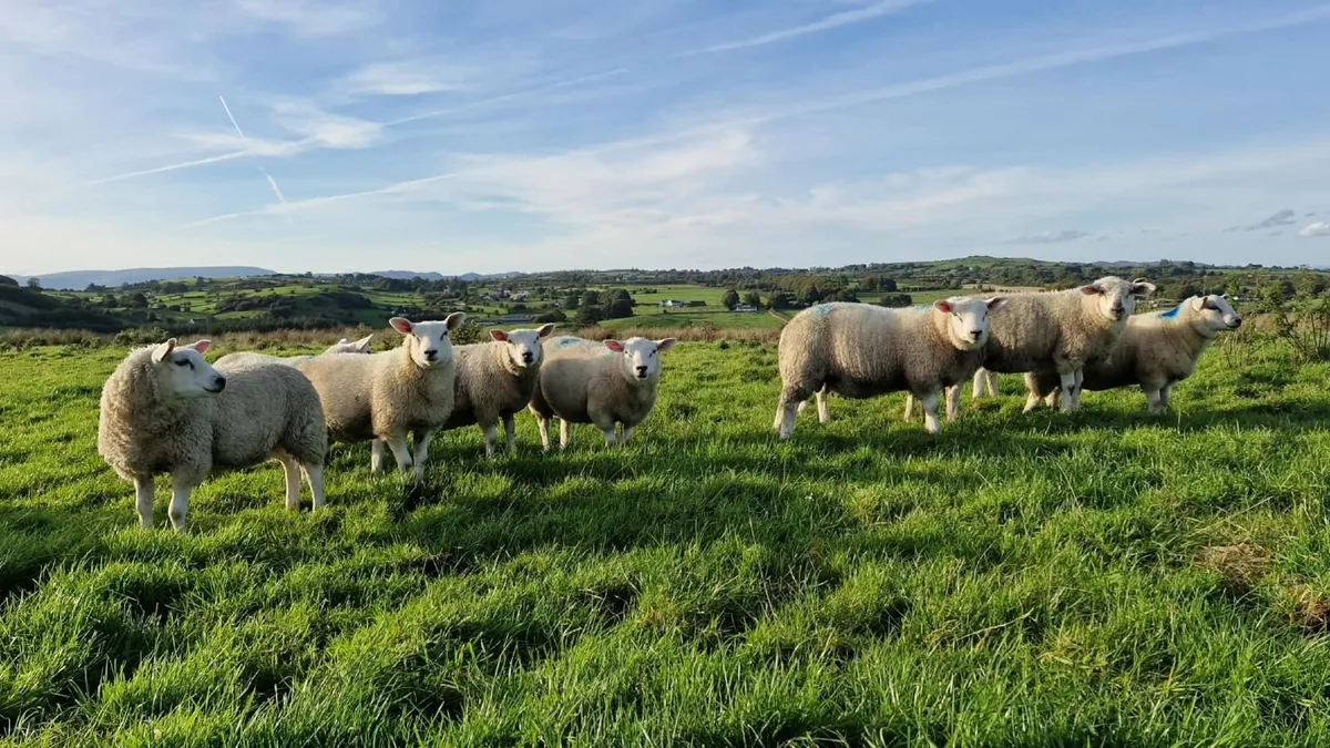 Texel Pure breed Rams - Image 2