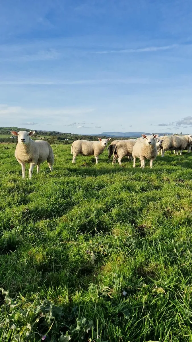 Texel Pure breed Rams - Image 3