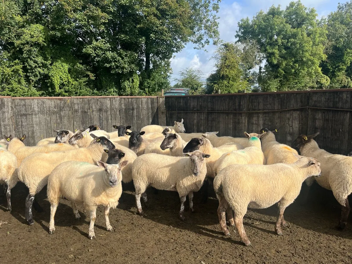 60 Hogget ewes mostly Suffolk cross - Image 3