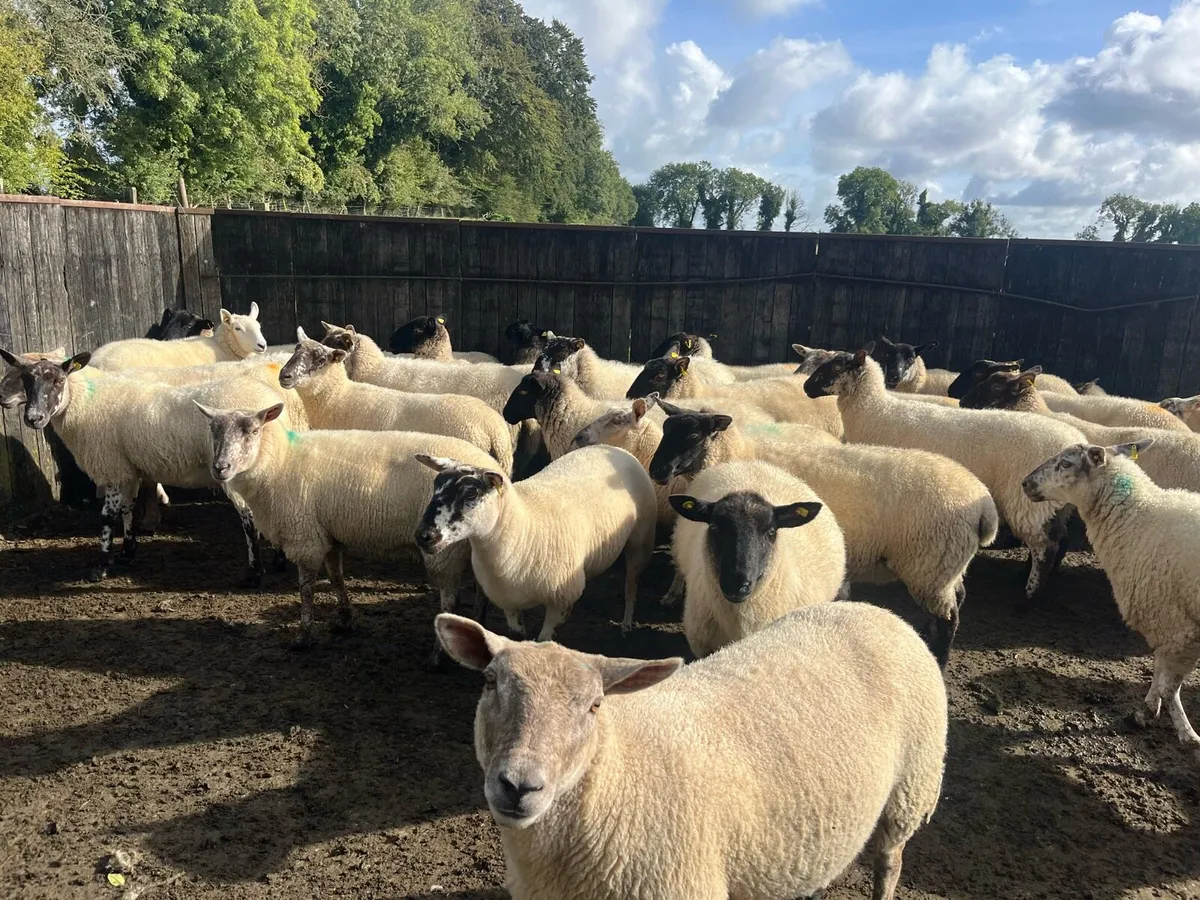 60 Hogget ewes mostly Suffolk cross - Image 4