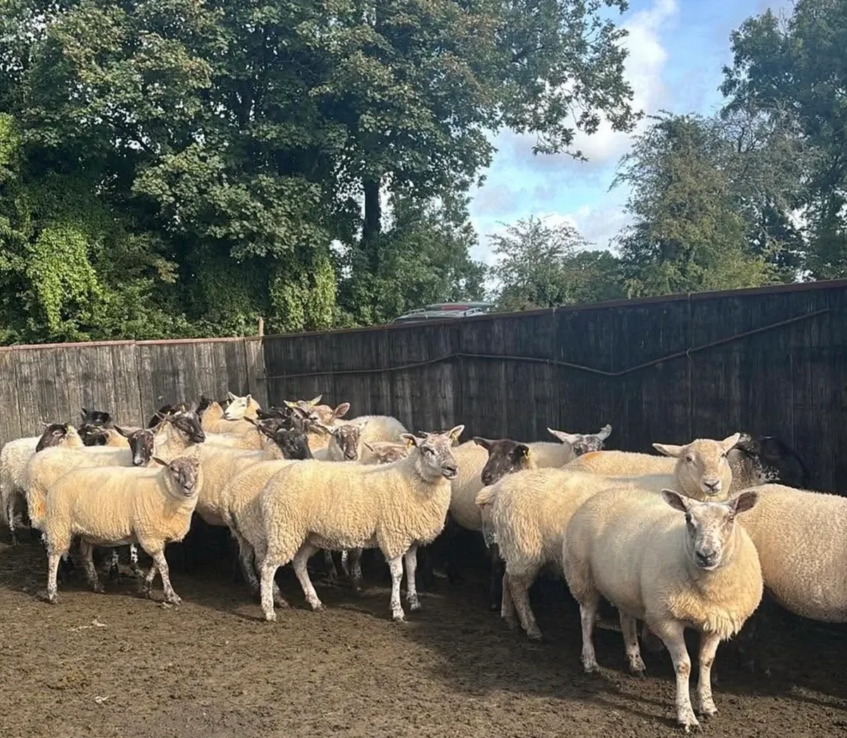 60 Hogget ewes mostly Suffolk cross - Image 1