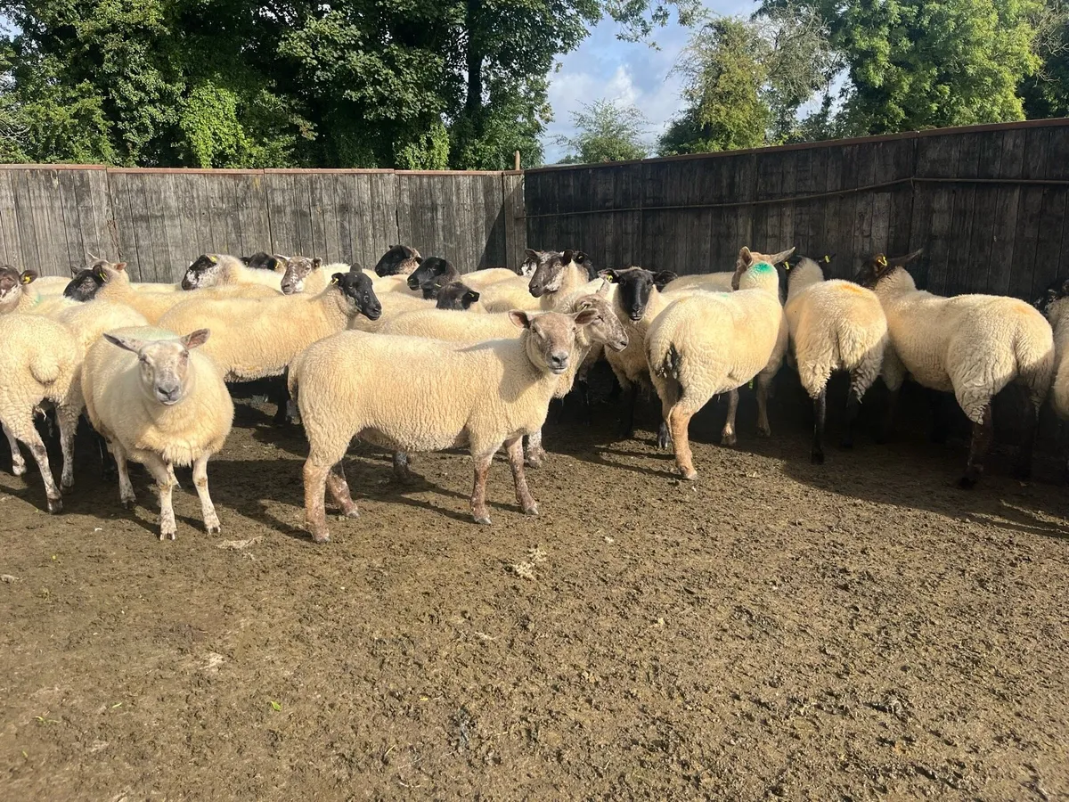 60 Hogget ewes mostly Suffolk cross - Image 2