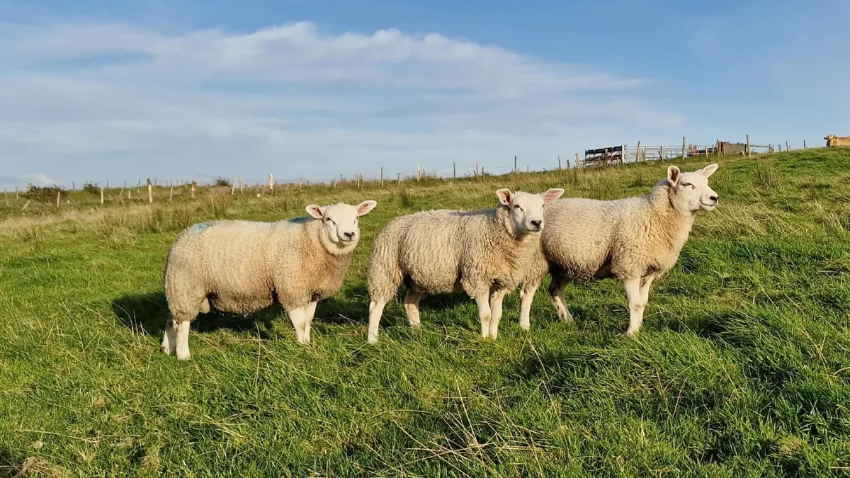 Texel Pure breed Rams - Image 1