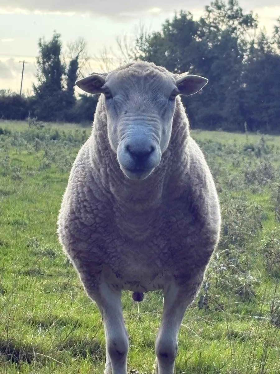 PB Lleyn ram - Image 1