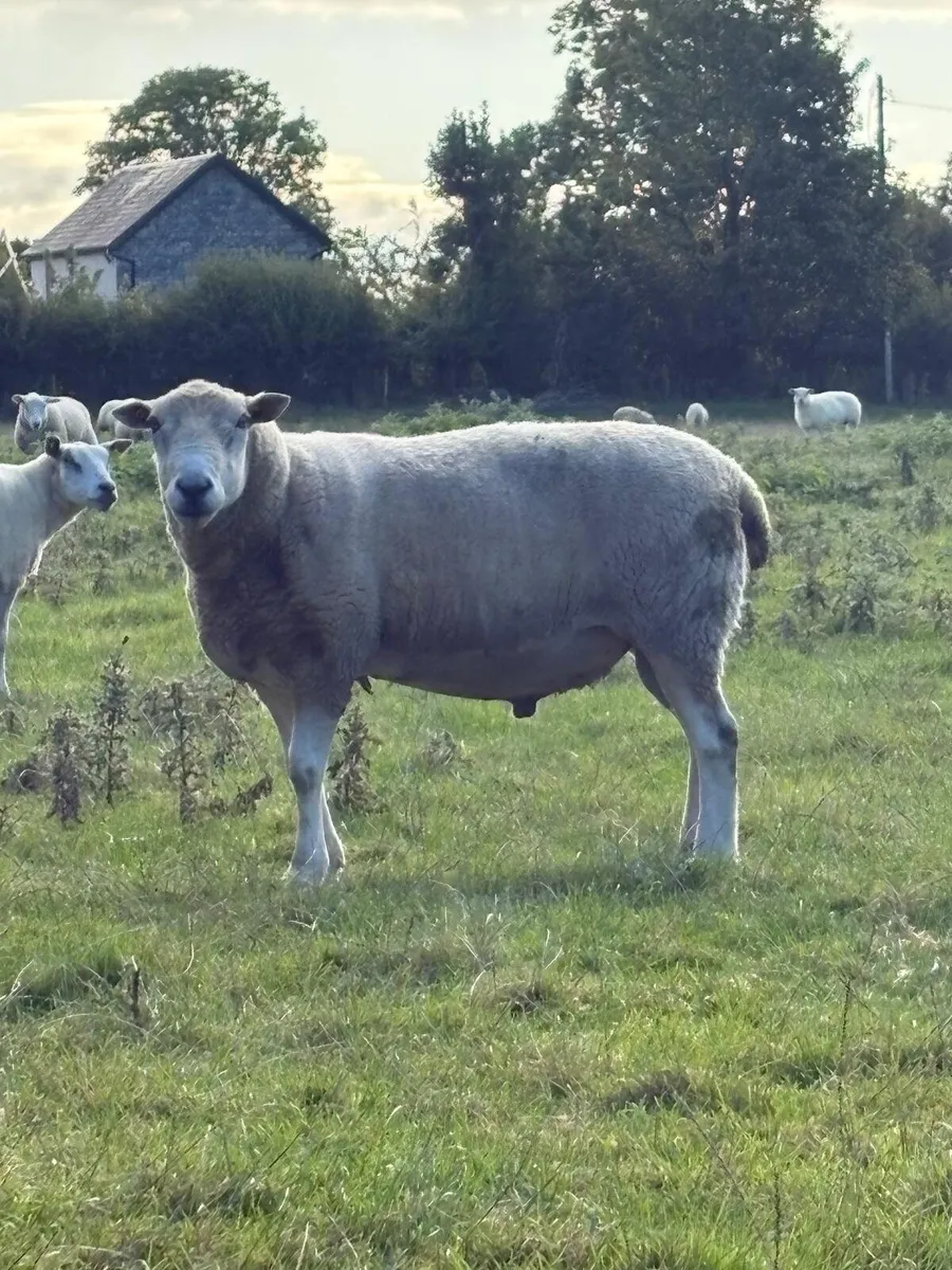 PB Lleyn ram - Image 2