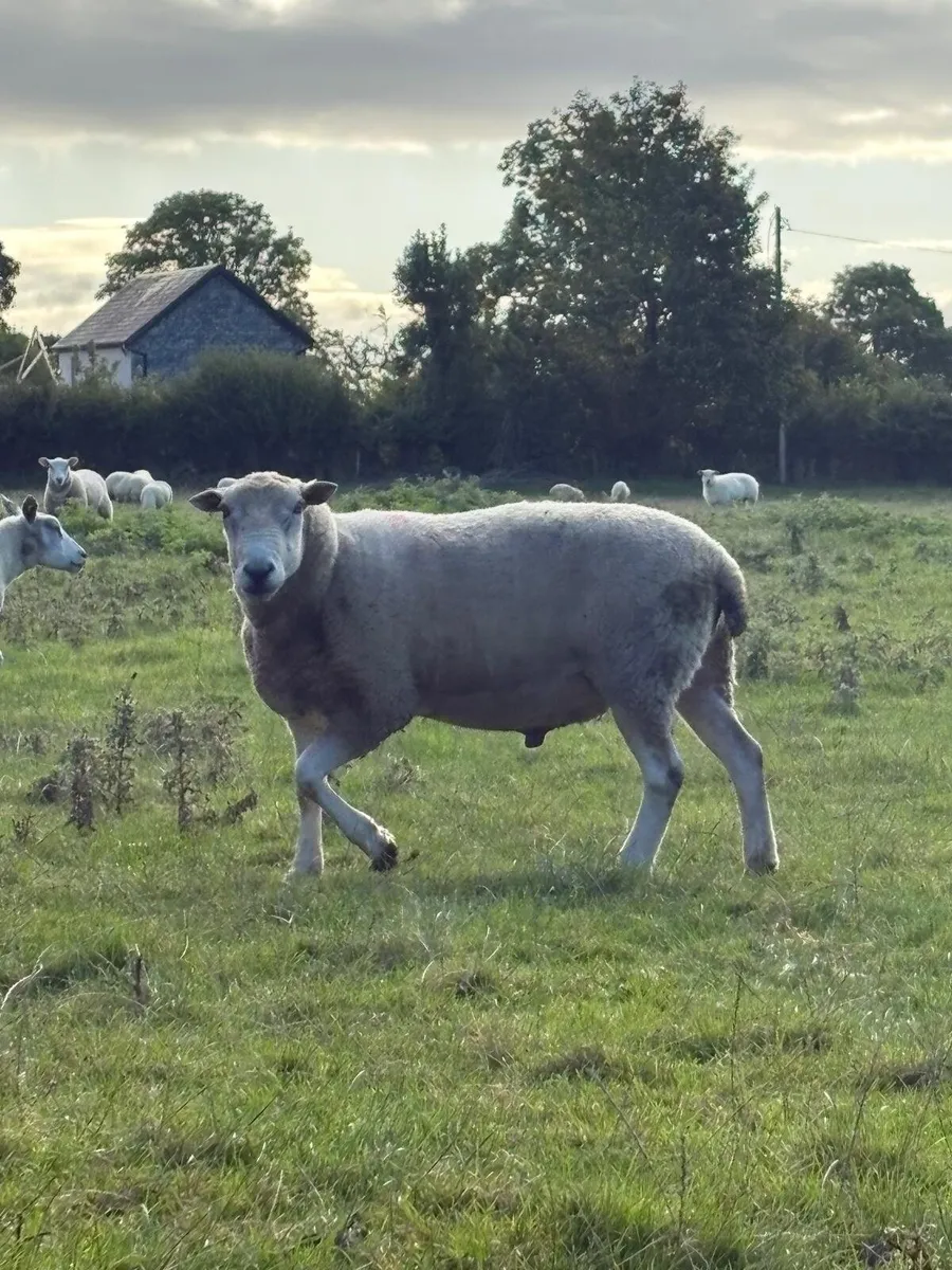 PB Lleyn ram - Image 3