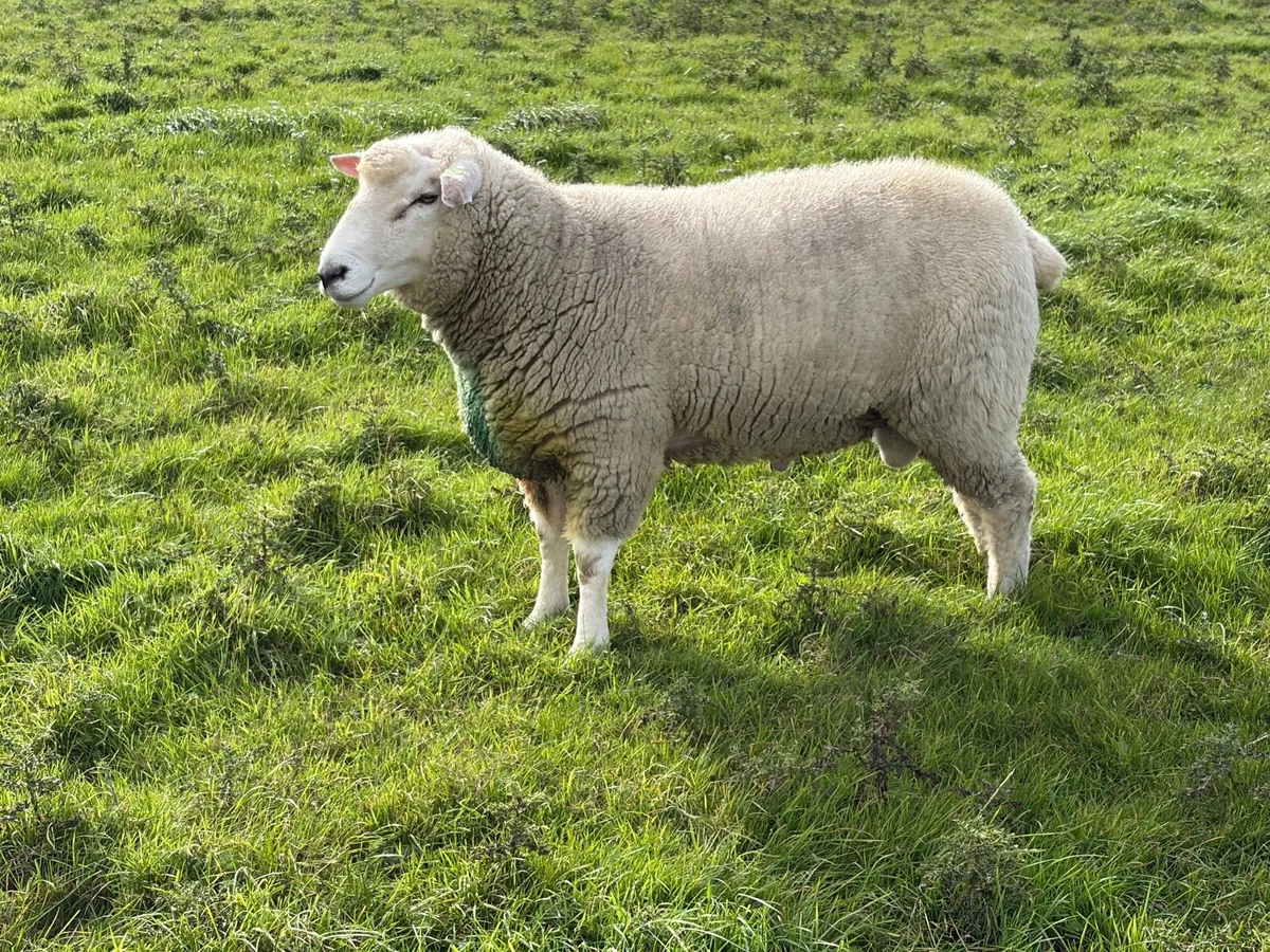 SIS Galway Ram - Image 2