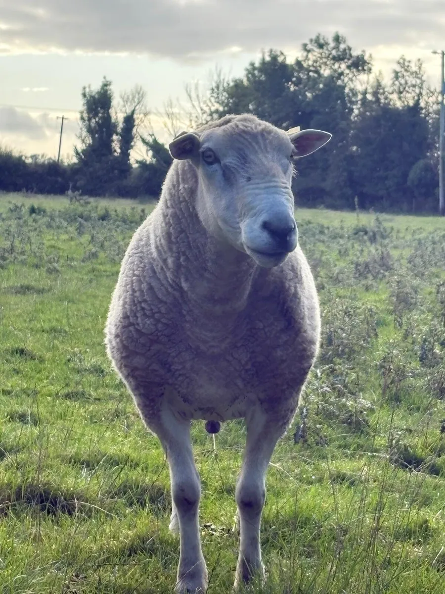 PB Lleyn ram - Image 4