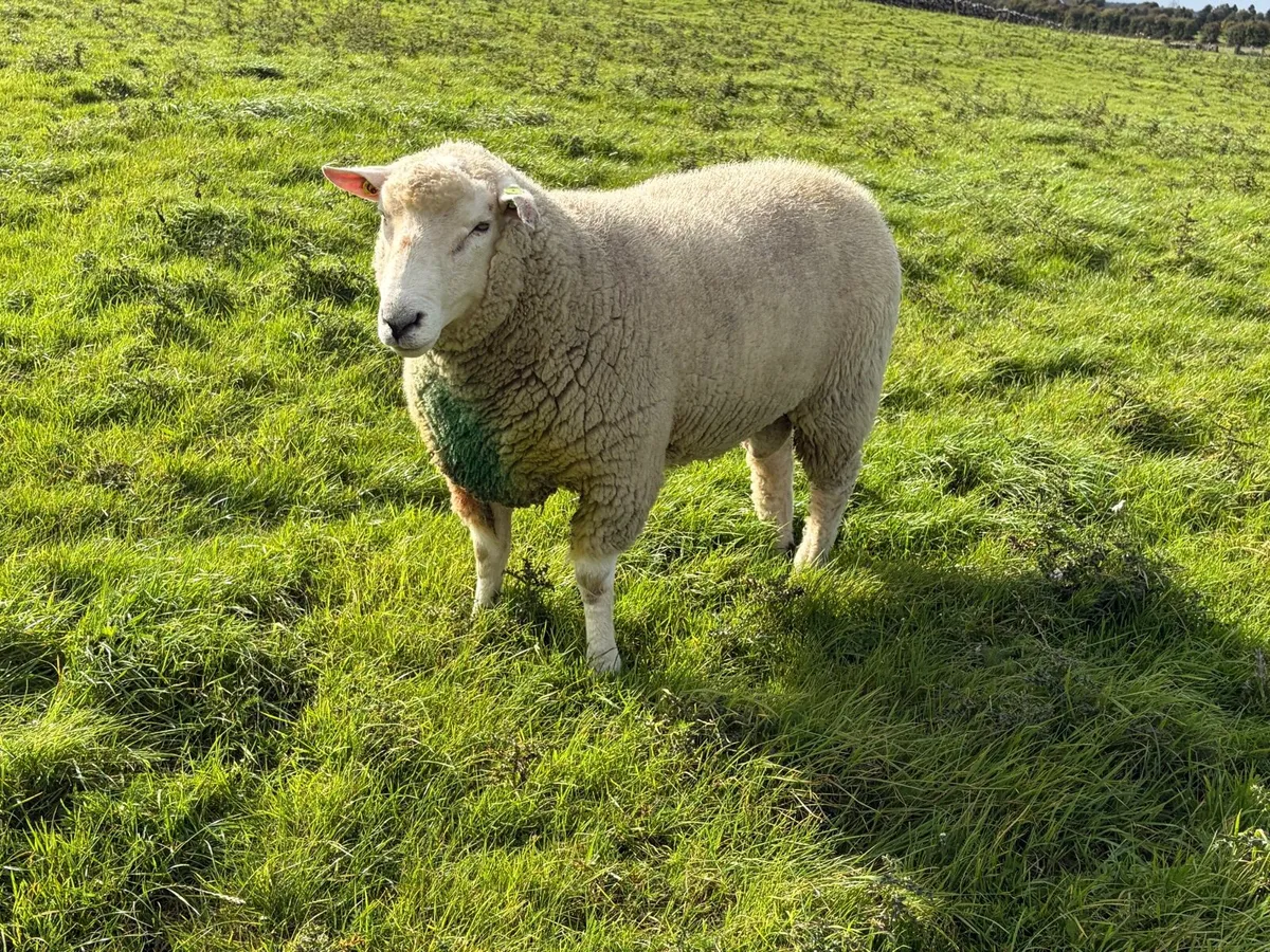 SIS Galway Ram - Image 3