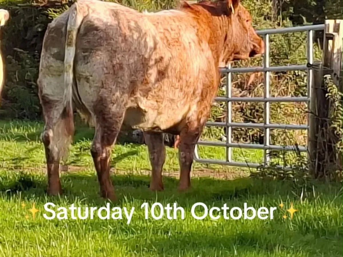 🐄In calf heifers 🐄 - Image 2