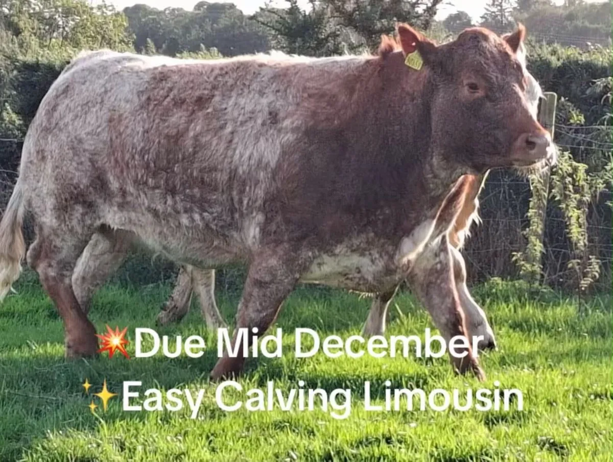 🐄In calf heifers 🐄 - Image 3
