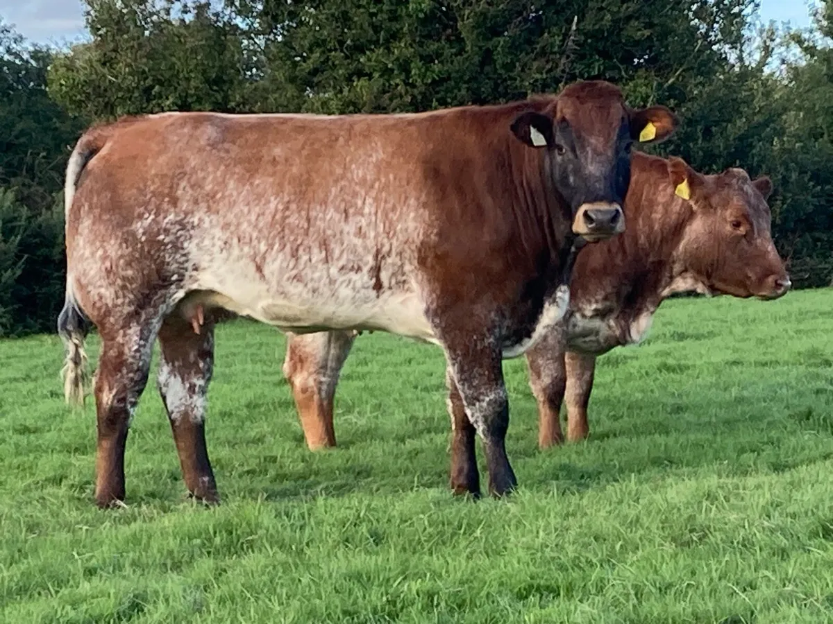 🐄In calf heifers 🐄 - Image 4