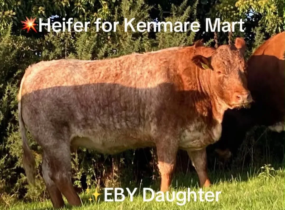 🐄In calf heifers 🐄 - Image 1