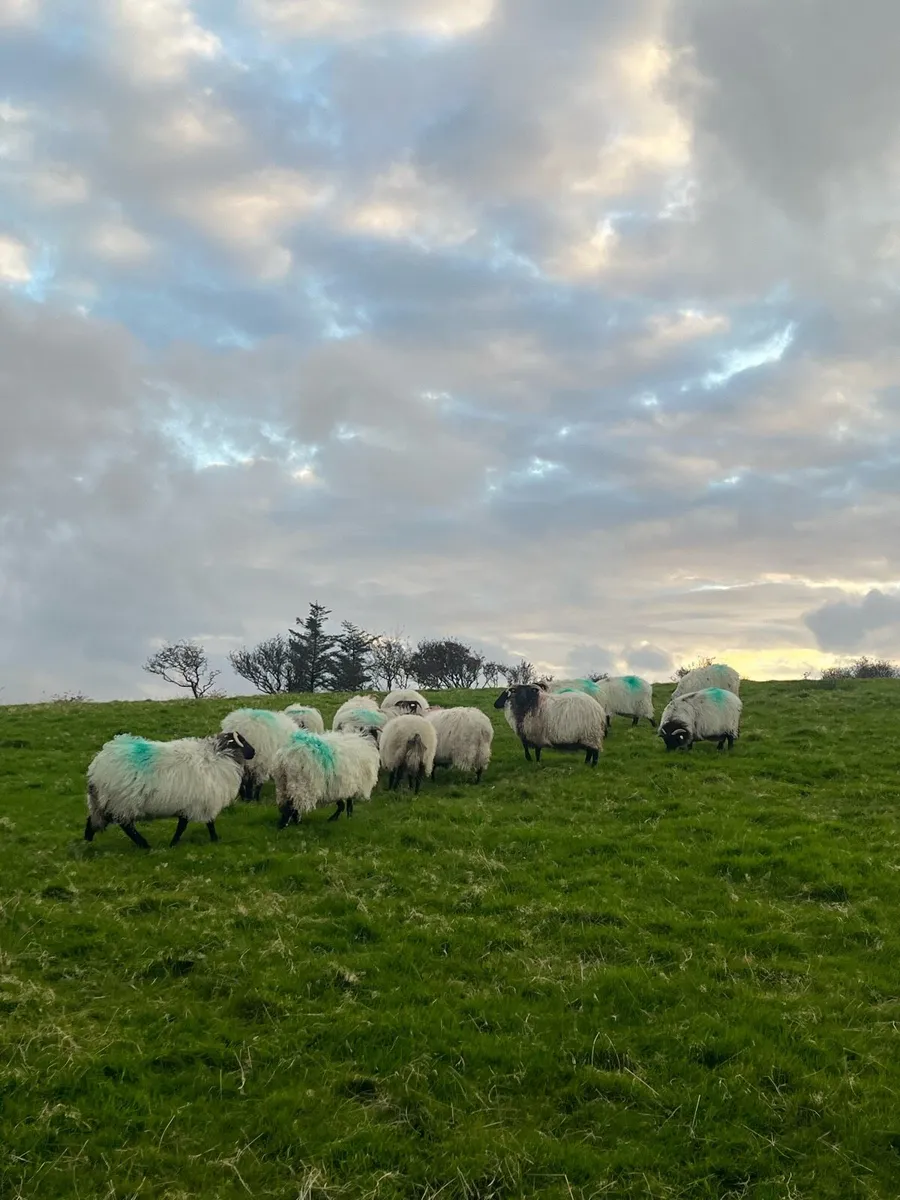 15 Mountain Ewe Lambs - Image 4