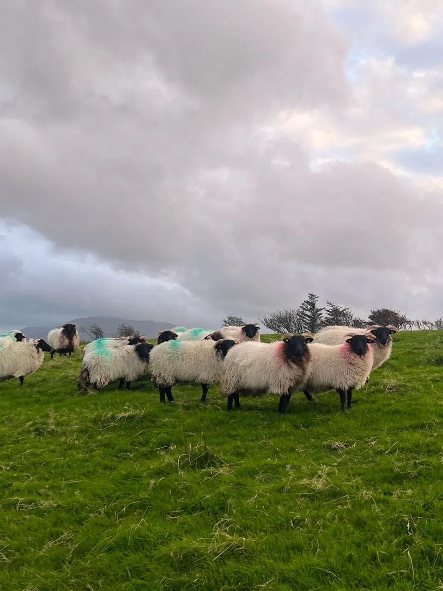 15 Mountain Ewe Lambs - Image 1