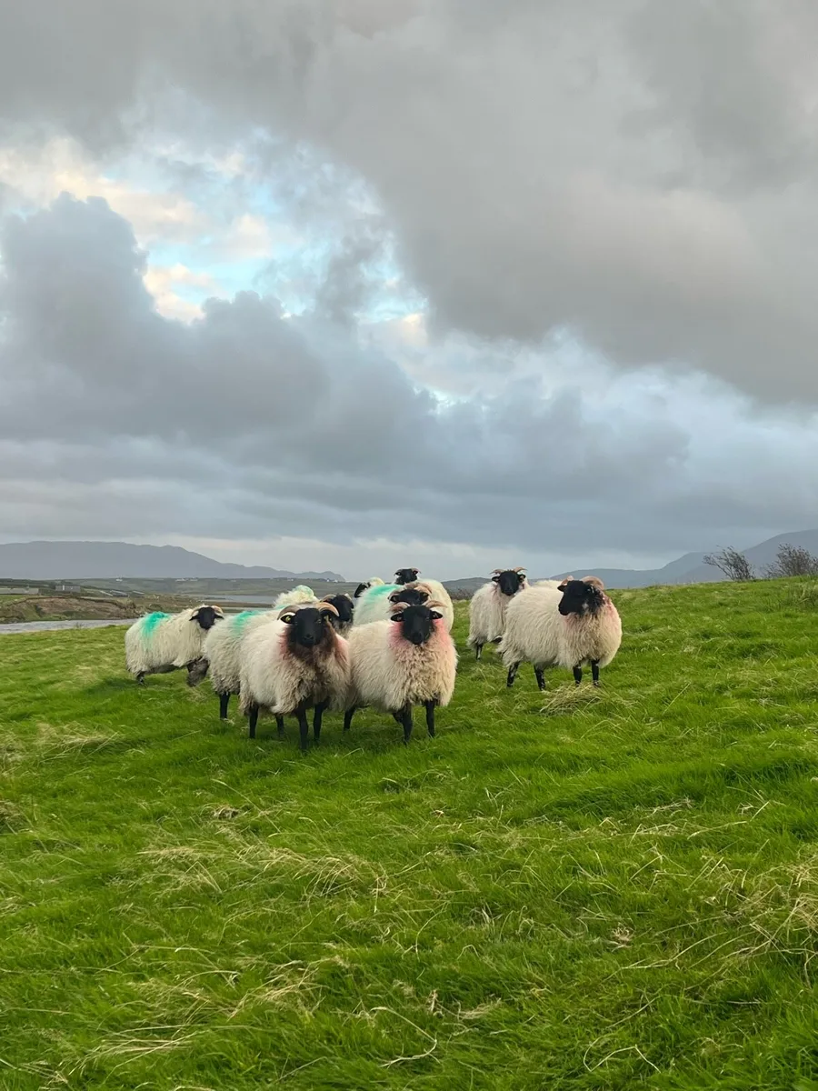 15 Mountain Ewe Lambs - Image 2