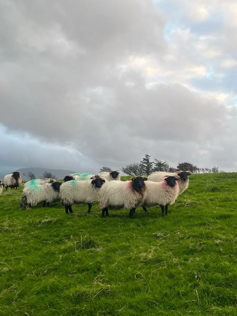 15 Mountain Ewe Lambs - Image 3