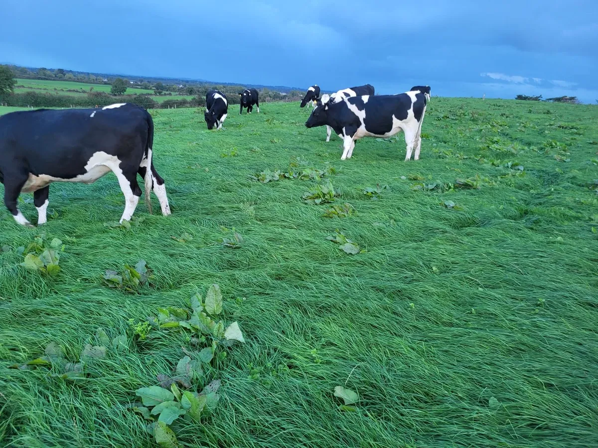 Incalf heifers - Image 2