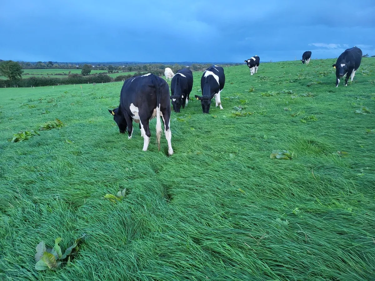 Incalf heifers - Image 3